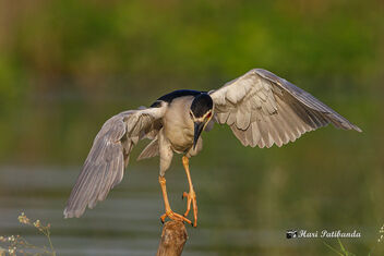 A Night Heron trying to land on a small perch - бесплатный image #478911