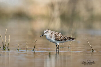 A Little Stint in action - image #478941 gratis
