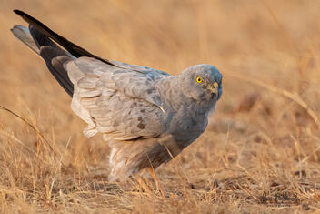 A Sub-Adult Montagu's Harrier ready to fly - Free image #479051
