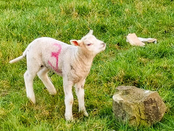 Lambs, Rake Hill, England - бесплатный image #479091