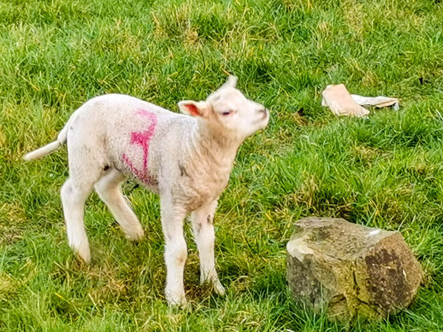 Lambs, Rake Hill, England - image gratuit #479091 
