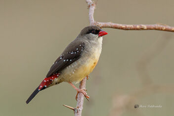 A Strawberry Finch on a beautiful perch - image gratuit #479241 