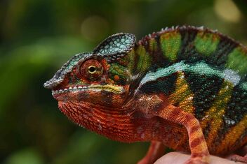 Painted Chameleon - Free image #479331