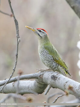 Scaly-bellied Woodpecker (Picus squamatus) - Free image #479451