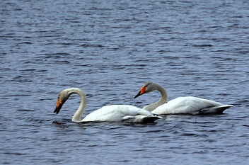 Swans on the flooded water - image #479541 gratis