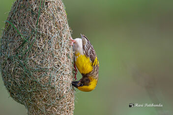 A Baya Weaver Building a nest - image gratuit #479611 