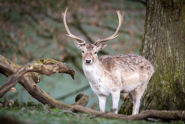 Morning deer - бесплатный image #479661