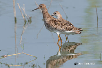 A Ruff in the water - image gratuit #479681 