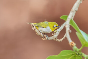 An Oriental White-Eye in Action - Free image #479701