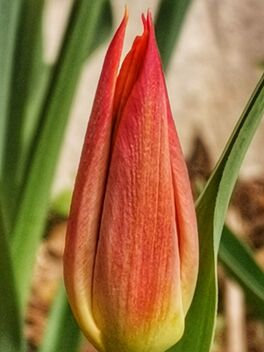 Red Tulips - image #479761 gratis