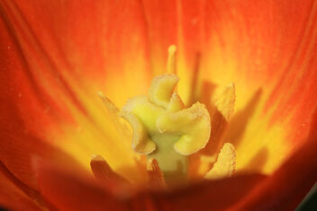 Red tulip - image #479801 gratis