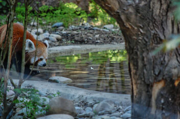 red panda - Kostenloses image #479811