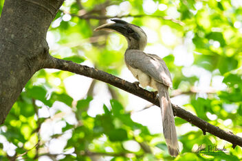 An Indian Grey Hornbill near a fruit tree - image #479821 gratis