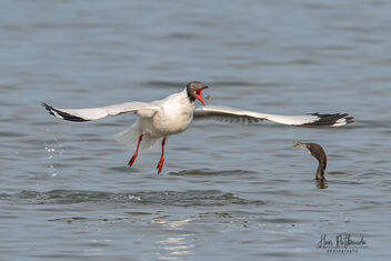 A Brown Headed Gull Playing with a catch - image gratuit #480071 
