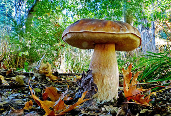Bolete fungi. - бесплатный image #480231