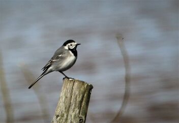 Wagtail - image gratuit #480291 