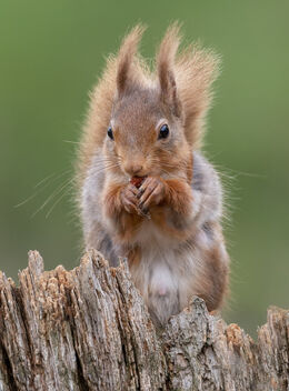Red Squirrel - Kostenloses image #480351
