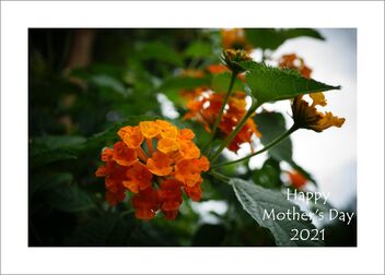 Flowers for Mother's Day 2021 - image gratuit #480371 