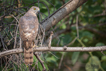 A Shikra after a failed hunt - Kostenloses image #480511