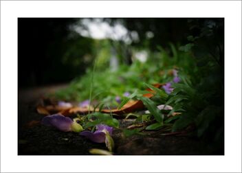 Fallen flowers and leaves - Free image #480661