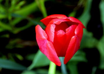 Open Tulip - image #480901 gratis