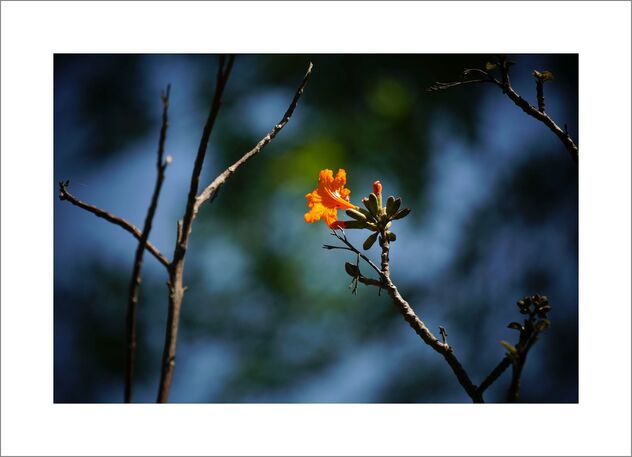 Small orange flowers - image gratuit #481001 