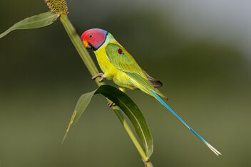 A Plum Headed Parakeet on a Millet Cob plant - бесплатный image #481011