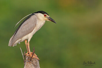A Black Crowned Night Heron on a Lovely Perch - бесплатный image #481031