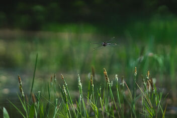 Flying Dragonfly - image #481201 gratis