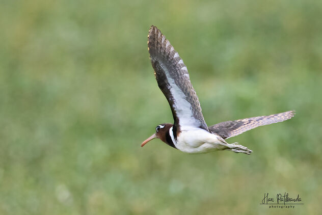 A Painted Snipe in Flight - Kostenloses image #481351