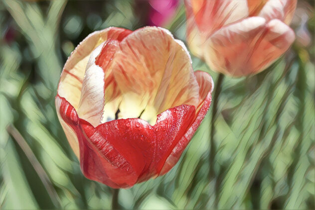 Orillia Ontario - Canada - Leacock Museum ~ Botanical Gardens - Tulips - Bokehs - Water Droplets - image #481451 gratis
