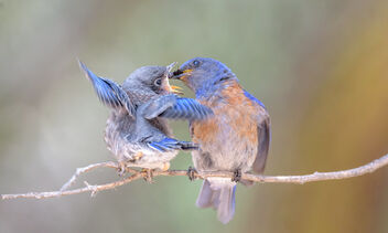 Western Bluebirds - Free image #481491
