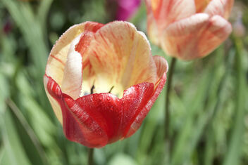 Orillia Ontario - Canada - Leacock Museum ~ Botanical Gardens - Tulips - Bokehs - Water Droplets - Kostenloses image #481531