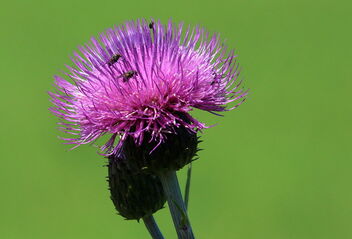 Flies on the thistle - Free image #481611