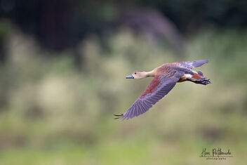A Lesser Whistling Duck in Flight - image gratuit #481621 