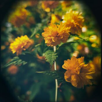 Flowering - бесплатный image #481701