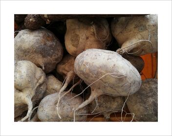 Jicamas or turnip - image gratuit #481771 