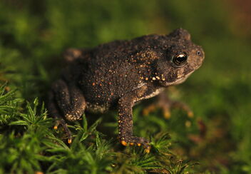 Eastern American Toad (Bufo americanus) - бесплатный image #481961