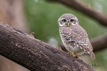 A Spotted Owlet - Juvenile I think - image #482061 gratis