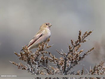 Mongolian Finch (Bucanetes mongolicus) - image gratuit #482181 