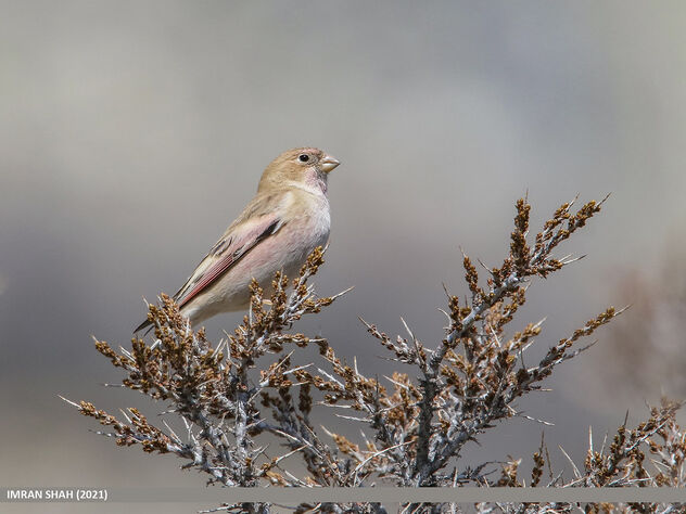 Mongolian Finch (Bucanetes mongolicus) - Free image #482181
