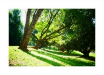 garden & park - the trees - Free image #482191
