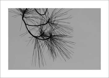 Pine leaves - бесплатный image #482351