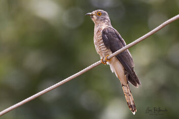 A Common Hawk Cuckoo looking for caterpillars - Kostenloses image #482601