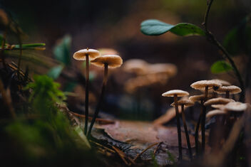 Small Fungi - Kostenloses image #482681