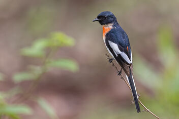 A Rare White Bellied Minivet foraging during nesting time - image gratuit #482761 