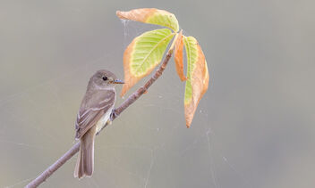 Willow Flycatcher - Free image #482771
