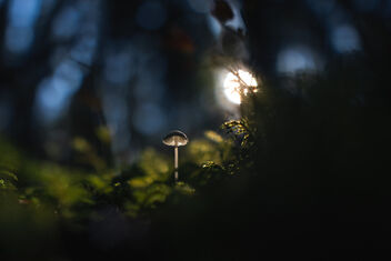 Small Fungi 7 - Kostenloses image #483001