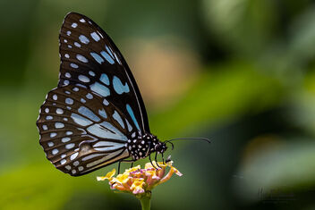 A Blue Tiger Butterfly sharing the flower with a Common Fly - image gratuit #483171 
