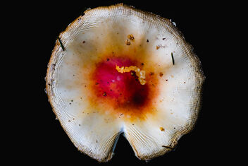 Amanita muscaria 4 (bleached) - бесплатный image #483211